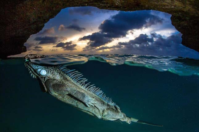 12. Smithsonian Magazine Photo Contest - 2015