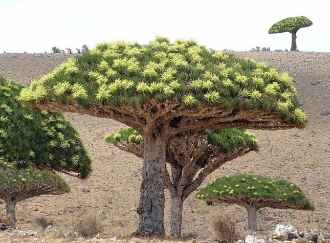 Socotra