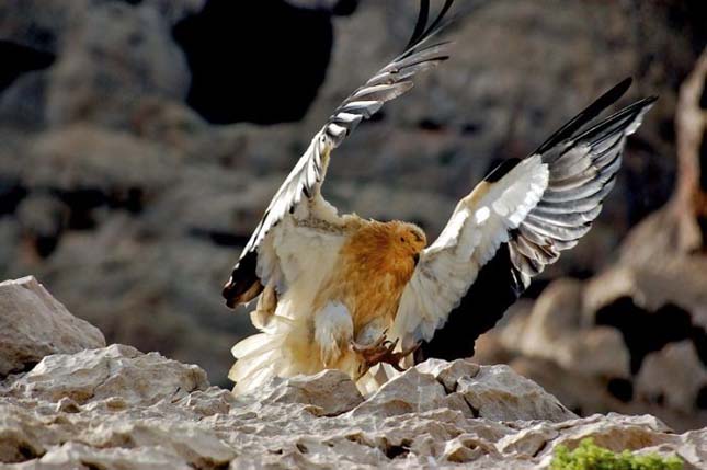 Socotra