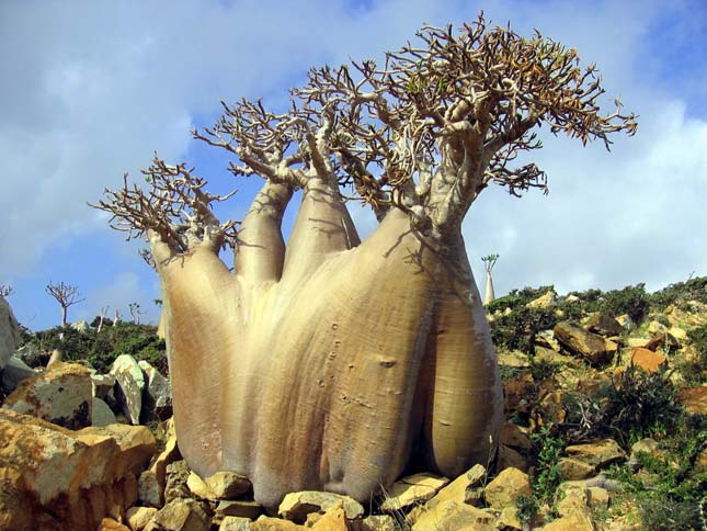 Socotra