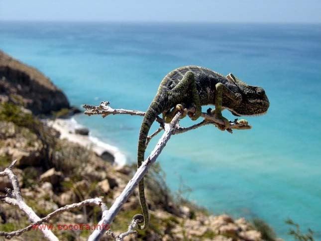 Socotra