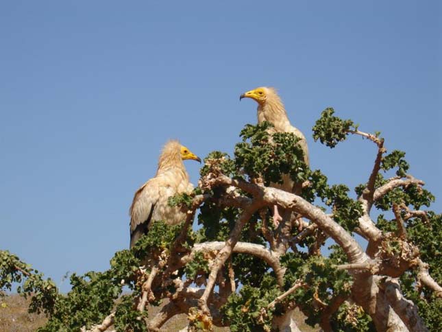 Socotra