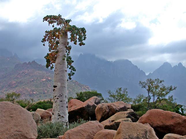 Socotra