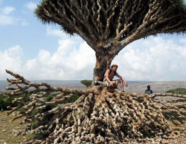 Socotra