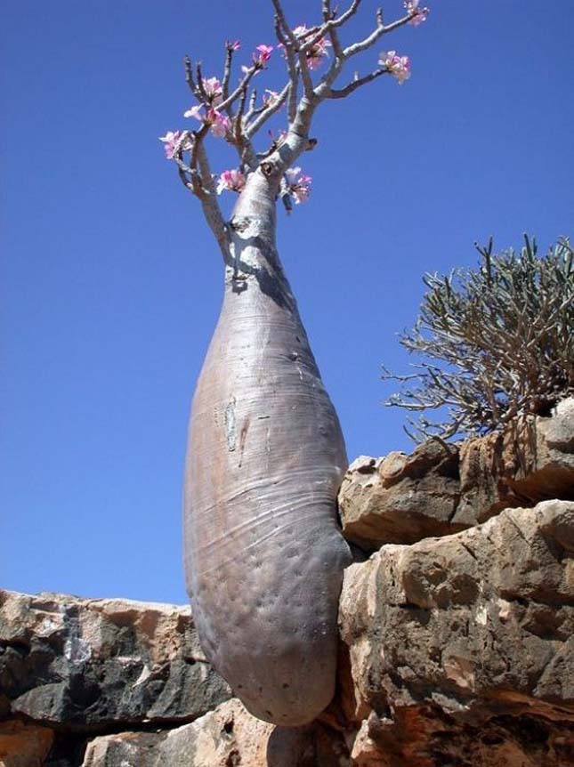 Socotra