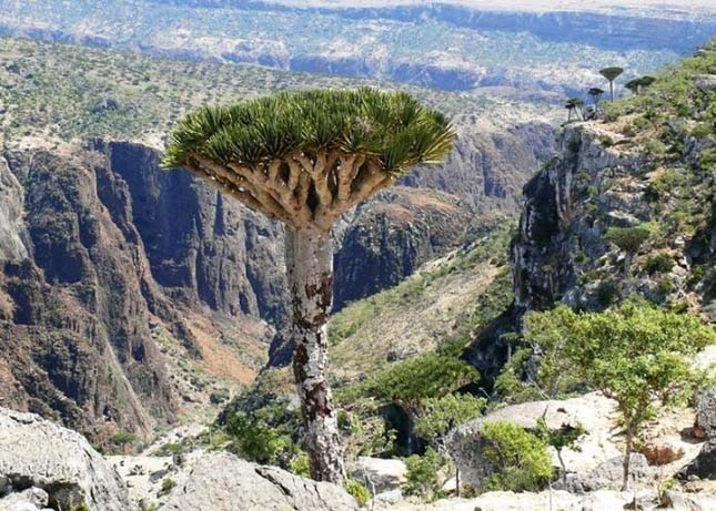 Socotra