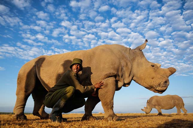 Sudan, a világ utolsó hím fehér orrszarvúja