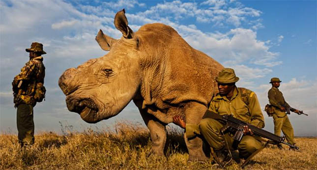 Sudan, a világ utolsó hím fehér orrszarvúja