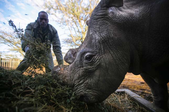 Sudan, a világ utolsó hím fehér orrszarvúja