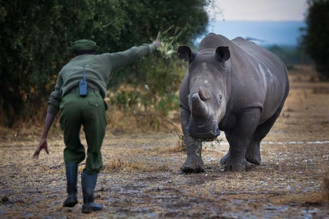 Sudan, a világ utolsó hím fehér orrszarvúja