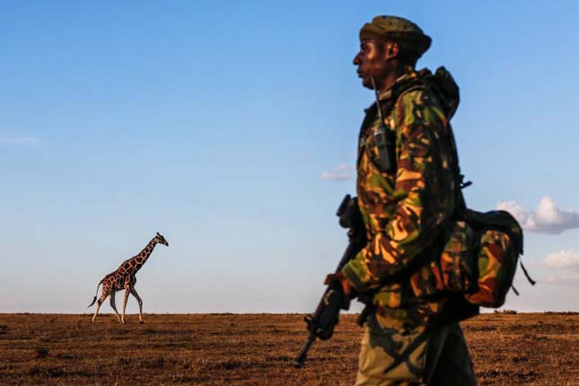 Sudan, a világ utolsó hím fehér orrszarvúja