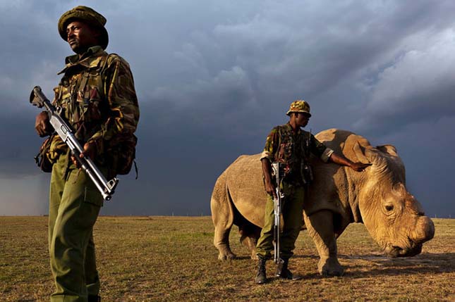 Sudan, a világ utolsó hím fehér orrszarvúja