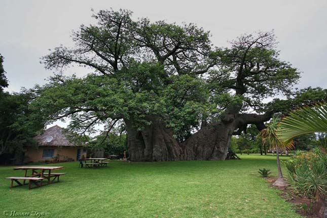 Sunland Baobab