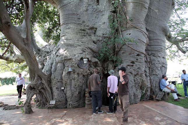 Sunland Baobab