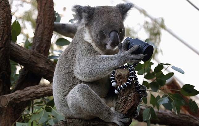 Sydney Állatkert koalák