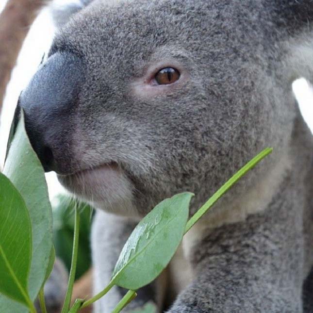 Sydney Állatkert koalák