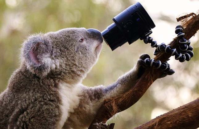 Sydney Állatkert koalák