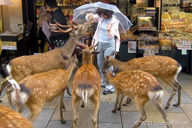 Nara, a szarvasok városa