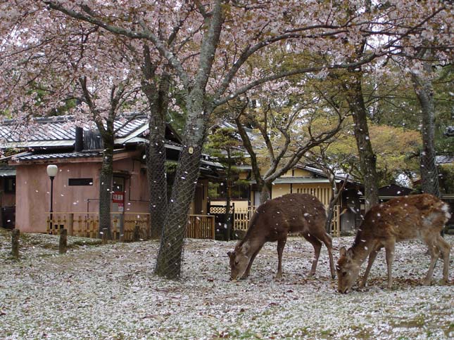 Nara, a szarvasok városa