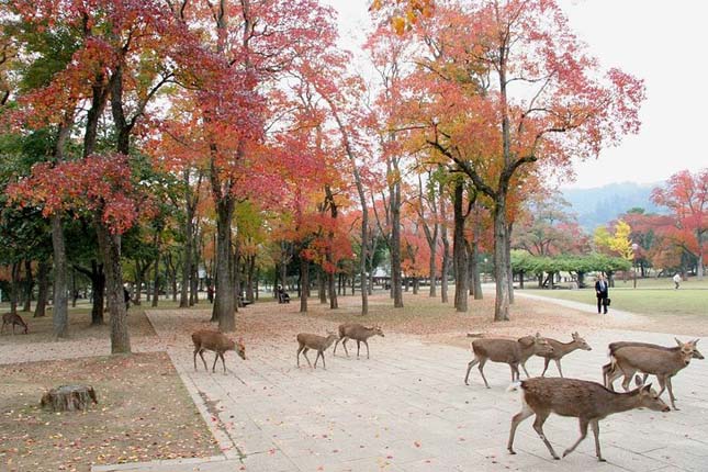 Nara, a szarvasok városa