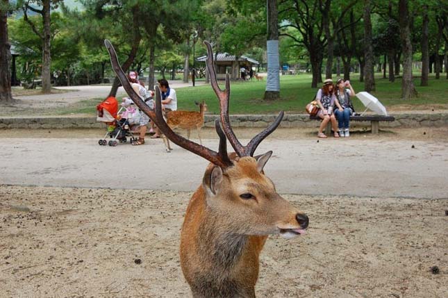 Nara, a szarvasok városa