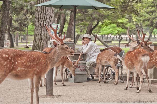 Nara, a szarvasok városa