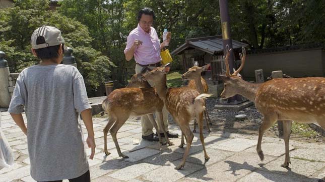 Nara, a szarvasok városa