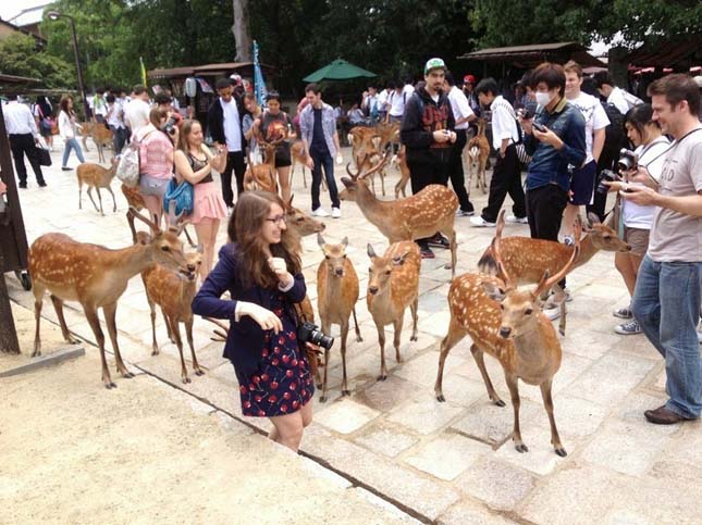 Nara, a szarvasok városa