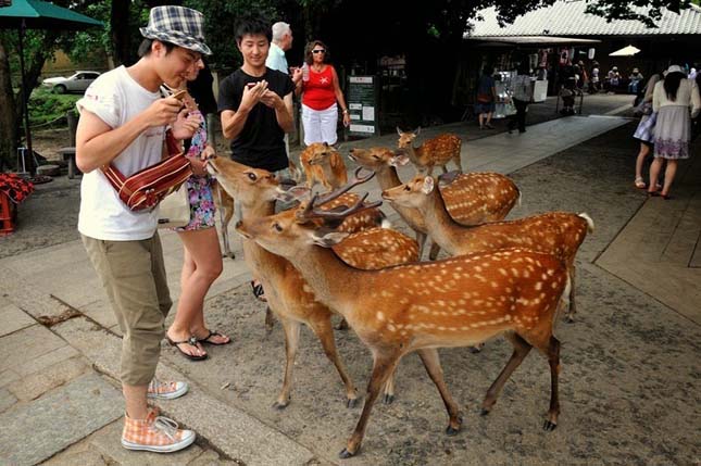 Nara, a szarvasok városa