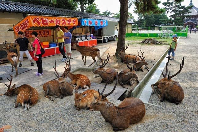 Nara, a szarvasok városa