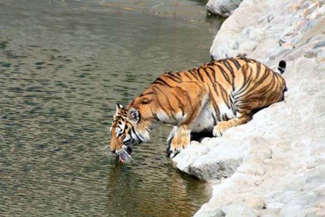 Kihalás szélén áll a szibériai tigris