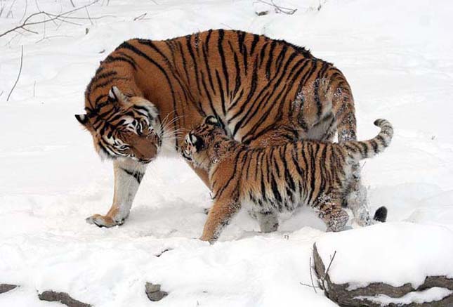 Kihalás szélén áll a szibériai tigris