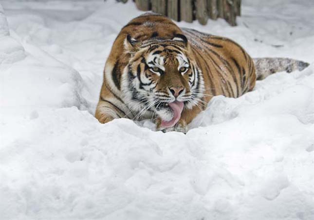 Kihalás szélén áll a szibériai tigris