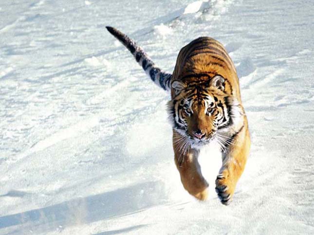 Kihalás szélén áll a szibériai tigris