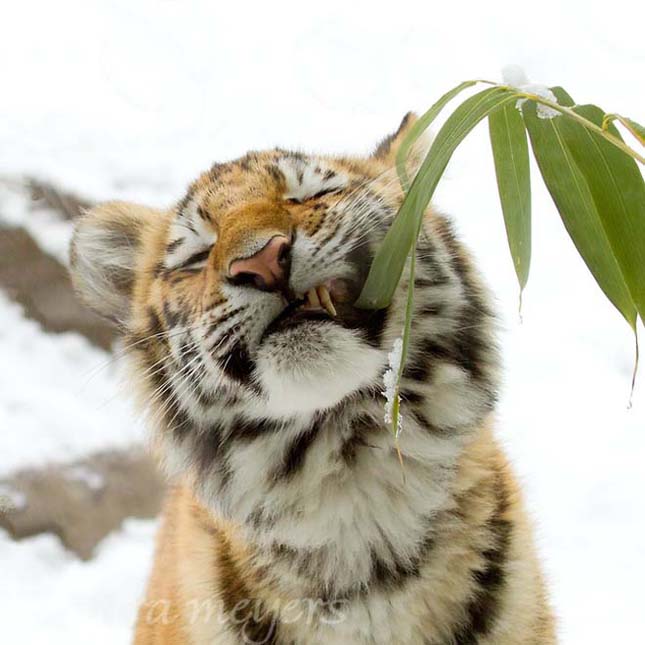 Kihalás szélén áll a szibériai tigris