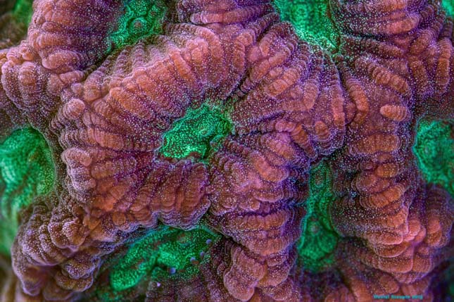 Korallok