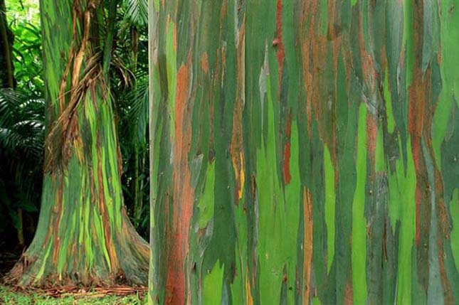 Szivárvány eukaliptusz