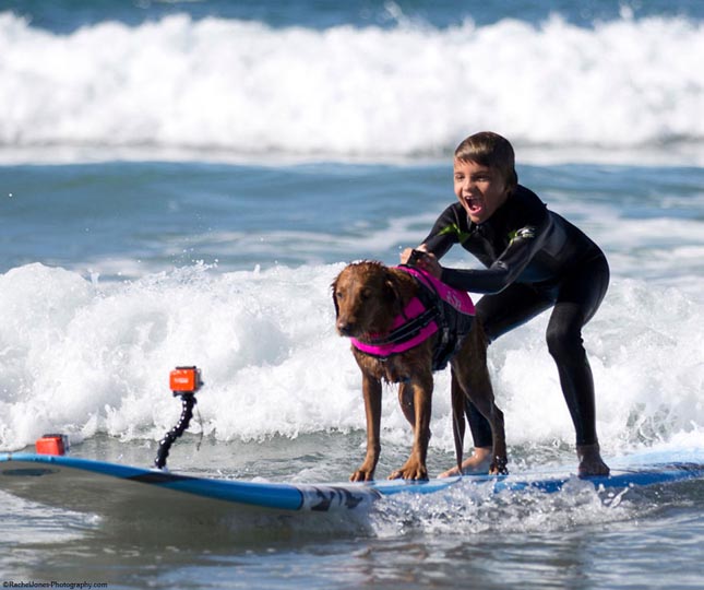 Ricochet, a szörföző kutya
