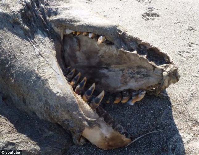 Furcsa, ijesztő állatot találtak Új-Zéland partján