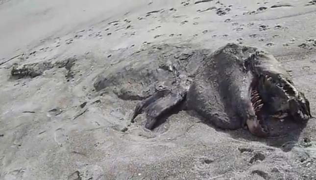 Furcsa, ijesztő állatot találtak Új-Zéland partján