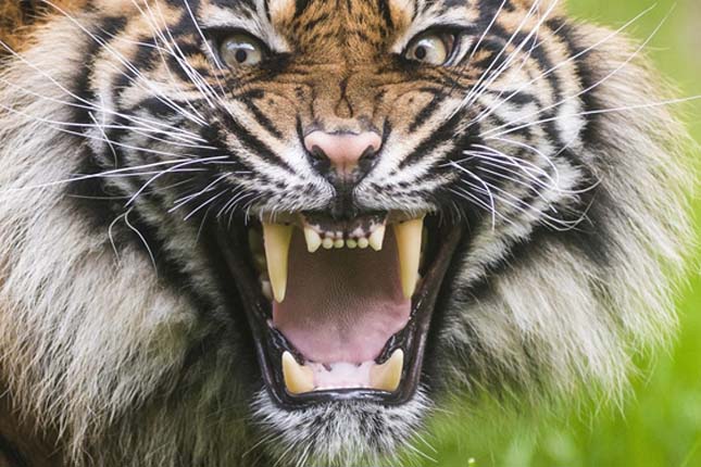 Szumátrai tigris