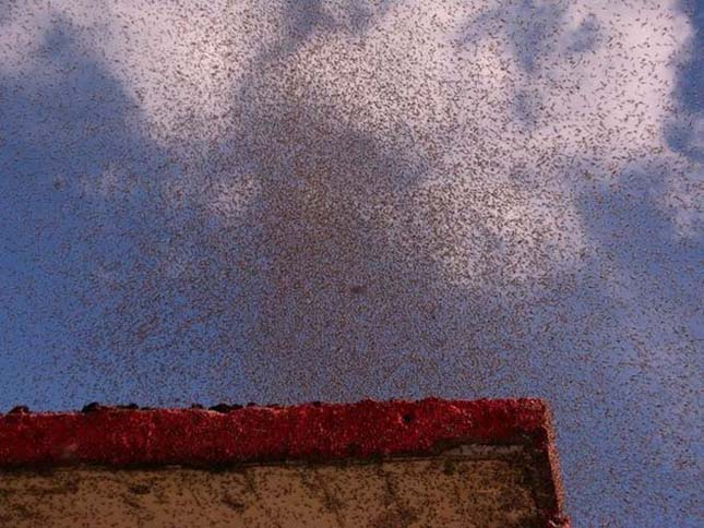 Hatalmas szúnyog raj invázió egy orosz faluban