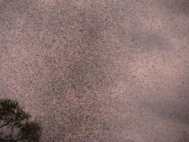 Hatalmas szúnyog raj invázió egy orosz faluban