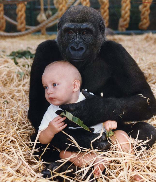 Tansy Aspinall és a gorillák