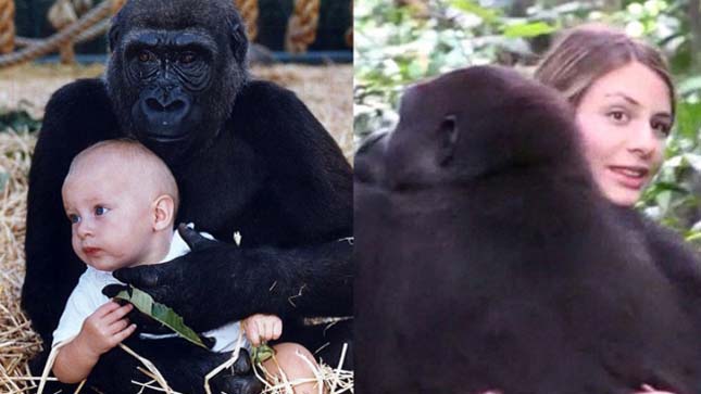 Tansy Aspinall és a gorillák