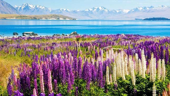 Tekapo-tó, Új-Zéland