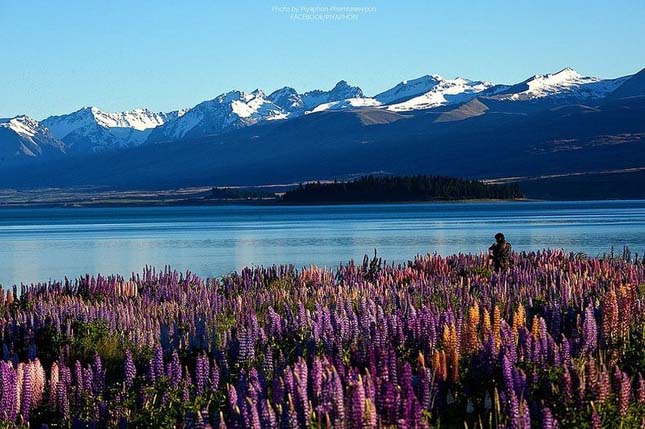 Tekapo-tó, Új-Zéland