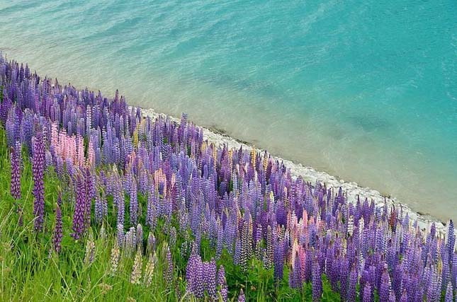 Tekapo-tó, Új-Zéland