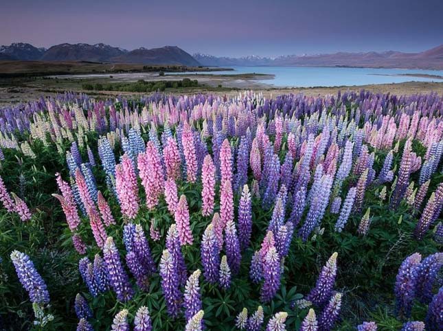 Tekapo-tó, Új-Zéland