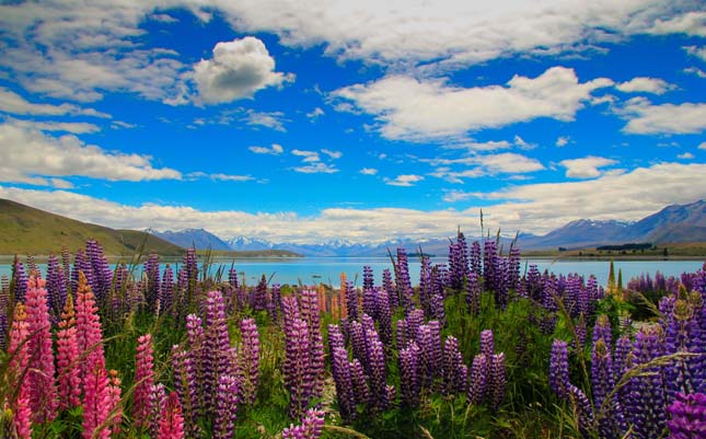 Tekapo-tó, Új-Zéland